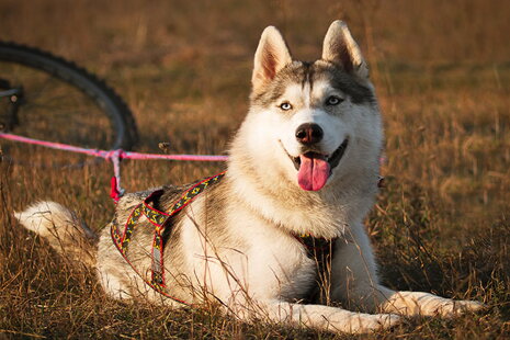 Kerékpározzon négylábú kedvencével